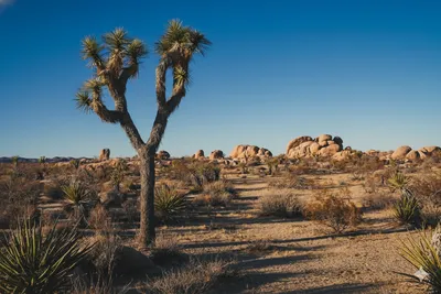 Joshua Tree